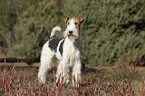 FOX TERRIER 450